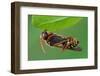 Cuckoo Bee roosting by clamping onto vegetation, UK-Andy Sands-Framed Photographic Print