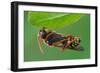 Cuckoo Bee roosting by clamping onto vegetation, UK-Andy Sands-Framed Photographic Print