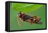 Cuckoo Bee roosting by clamping onto vegetation, UK-Andy Sands-Framed Stretched Canvas