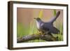 Cuckoo (Cuculus canorus) male, Germany, April.-Hermann Brehm-Framed Photographic Print