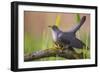 Cuckoo (Cuculus canorus) male, Germany, April.-Hermann Brehm-Framed Photographic Print