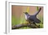 Cuckoo (Cuculus canorus) male, Germany, April.-Hermann Brehm-Framed Photographic Print
