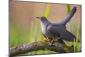 Cuckoo (Cuculus canorus) male, Germany, April.-Hermann Brehm-Mounted Photographic Print