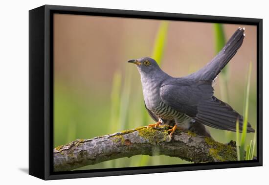 Cuckoo (Cuculus canorus) male, Germany, April.-Hermann Brehm-Framed Stretched Canvas