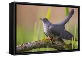 Cuckoo (Cuculus canorus) male, Germany, April.-Hermann Brehm-Framed Stretched Canvas