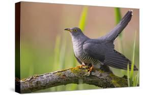 Cuckoo (Cuculus canorus) male, Germany, April.-Hermann Brehm-Stretched Canvas