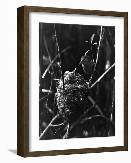 Cuckoo in the Nest-null-Framed Photographic Print