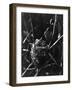 Cuckoo in the Nest-null-Framed Photographic Print