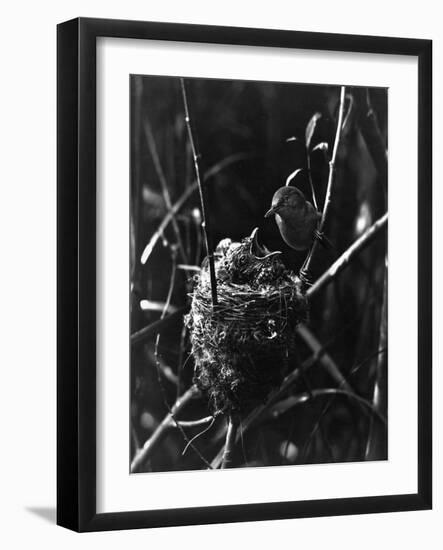 Cuckoo in the Nest-null-Framed Photographic Print