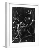 Cuckoo in the Nest-null-Framed Photographic Print