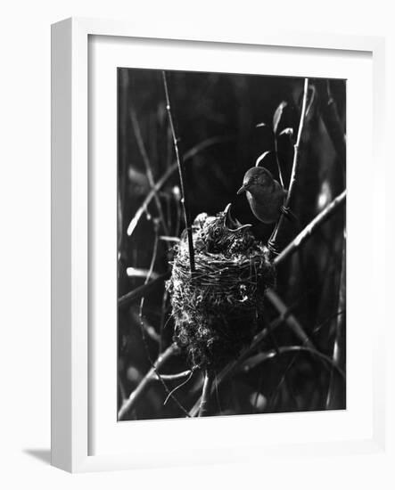 Cuckoo in the Nest-null-Framed Photographic Print