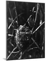 Cuckoo in the Nest-null-Mounted Photographic Print