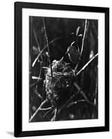 Cuckoo in the Nest-null-Framed Photographic Print