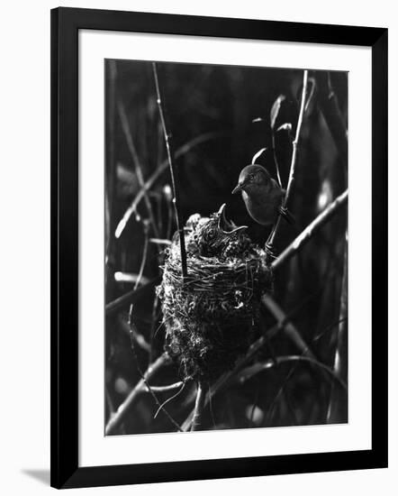 Cuckoo in the Nest-null-Framed Photographic Print