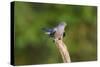 Cuckoo on Flight Perch-null-Stretched Canvas