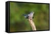 Cuckoo on Flight Perch-null-Framed Stretched Canvas