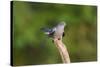 Cuckoo on Flight Perch-null-Stretched Canvas