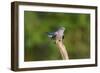 Cuckoo on Flight Perch-null-Framed Photographic Print