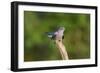 Cuckoo on Flight Perch-null-Framed Photographic Print