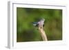 Cuckoo on Flight Perch-null-Framed Photographic Print