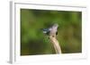 Cuckoo on Flight Perch-null-Framed Photographic Print