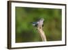 Cuckoo on Flight Perch-null-Framed Photographic Print