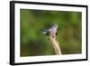 Cuckoo on Flight Perch-null-Framed Photographic Print