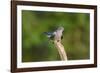 Cuckoo on Flight Perch-null-Framed Photographic Print