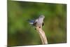 Cuckoo on Flight Perch-null-Mounted Photographic Print