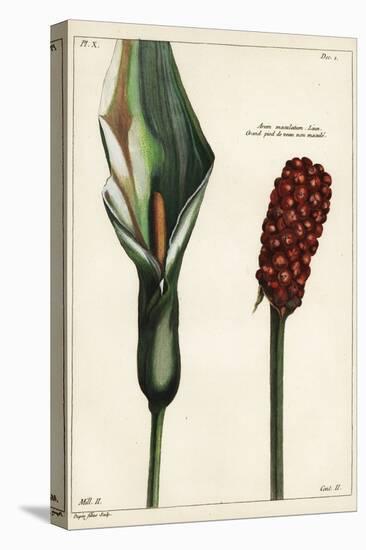 Cuckoo-Pint or Wild Arum, Flower and Fruit, Arum Maculatum, Linn-The Younger Dupin-Stretched Canvas