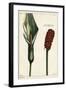 Cuckoo-Pint or Wild Arum, Flower and Fruit, Arum Maculatum, Linn-The Younger Dupin-Framed Giclee Print