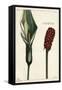 Cuckoo-Pint or Wild Arum, Flower and Fruit, Arum Maculatum, Linn-The Younger Dupin-Framed Stretched Canvas