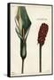 Cuckoo-Pint or Wild Arum, Flower and Fruit, Arum Maculatum, Linn-The Younger Dupin-Framed Stretched Canvas