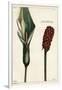 Cuckoo-Pint or Wild Arum, Flower and Fruit, Arum Maculatum, Linn-The Younger Dupin-Framed Giclee Print