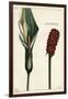 Cuckoo-Pint or Wild Arum, Flower and Fruit, Arum Maculatum, Linn-The Younger Dupin-Framed Giclee Print