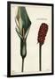 Cuckoo-Pint or Wild Arum, Flower and Fruit, Arum Maculatum, Linn-The Younger Dupin-Framed Giclee Print