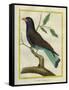 Cuckoo Roller-Georges-Louis Buffon-Framed Stretched Canvas
