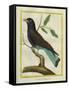 Cuckoo Roller-Georges-Louis Buffon-Framed Stretched Canvas