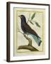 Cuckoo Roller-Georges-Louis Buffon-Framed Giclee Print