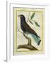 Cuckoo Roller-Georges-Louis Buffon-Framed Giclee Print