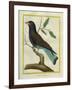 Cuckoo Roller-Georges-Louis Buffon-Framed Giclee Print