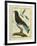 Cuckoo Roller-Georges-Louis Buffon-Framed Giclee Print