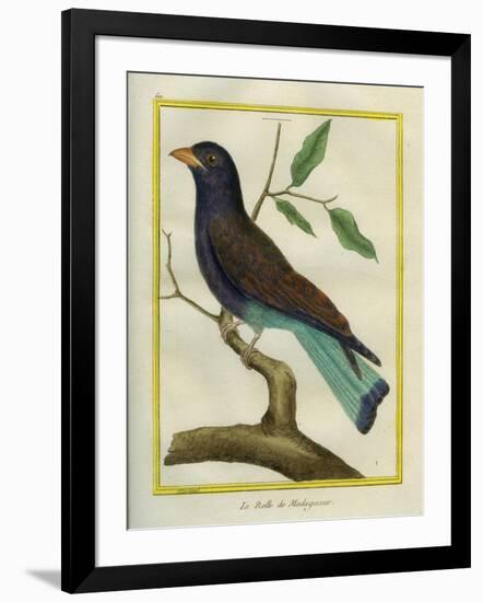 Cuckoo Roller-Georges-Louis Buffon-Framed Giclee Print