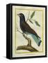 Cuckoo Roller-Georges-Louis Buffon-Framed Stretched Canvas