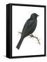 Cuckoo-Shrike (Campephaga), Birds-Encyclopaedia Britannica-Framed Stretched Canvas