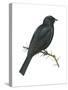Cuckoo-Shrike (Campephaga), Birds-Encyclopaedia Britannica-Stretched Canvas