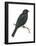 Cuckoo-Shrike (Campephaga), Birds-Encyclopaedia Britannica-Framed Poster
