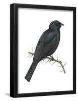 Cuckoo-Shrike (Campephaga), Birds-Encyclopaedia Britannica-Framed Poster