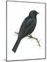 Cuckoo-Shrike (Campephaga), Birds-Encyclopaedia Britannica-Mounted Poster