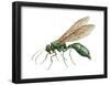 Cuckoo Wasp (Chrysididae), Insects-Encyclopaedia Britannica-Framed Poster